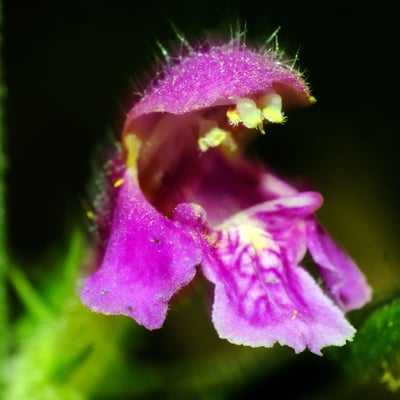 Galeopsis pubescens — flower