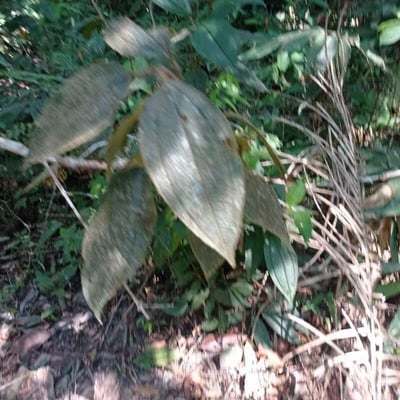 Olyra latifolia — leaf