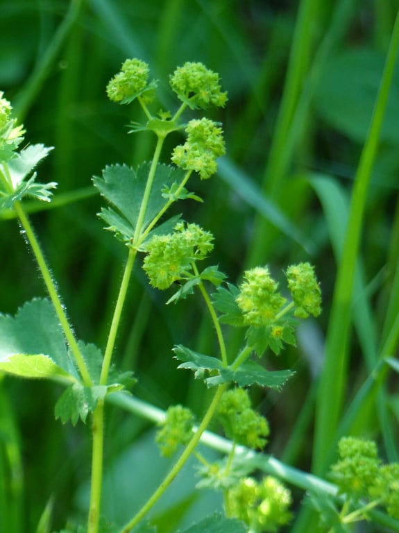 Broadtooth lady's mantle
