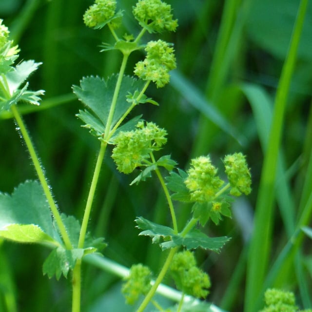 Alchemilla subcrenata — flower