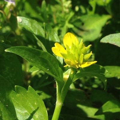 Ranunculus muricatus — flower