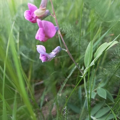 Lathyrus linifolius — flower