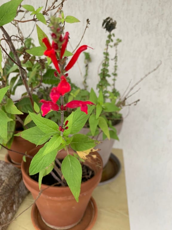 Pineapple sage