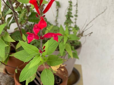 Pineapple sage