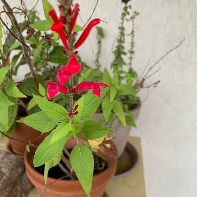 Pineapple sage