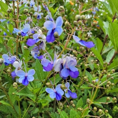 Rotheca myricoides — flower