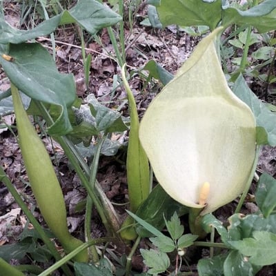 Arum italicum — flower