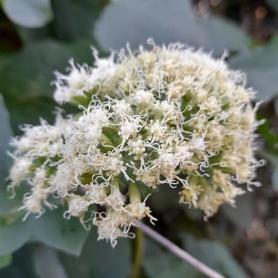 Mikania cordifolia — flower