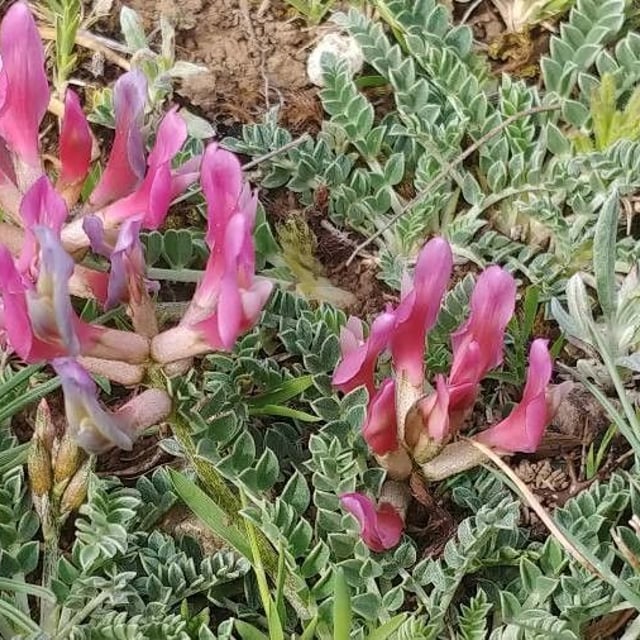 Astragalus incanus — flower