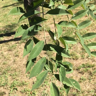 Pterocarpus angolensis — leaf
