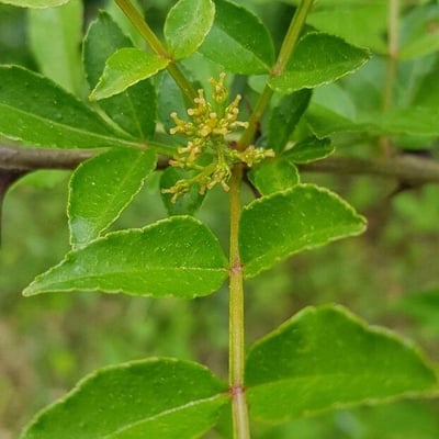 Zanthoxylum bungeanum — flower