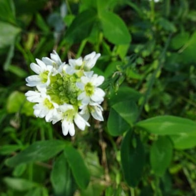 Berteroa incana — flower