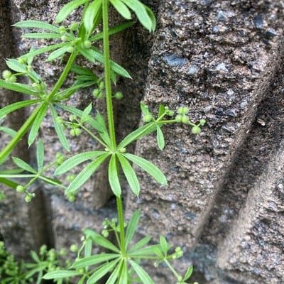 Galium spurium — leaf