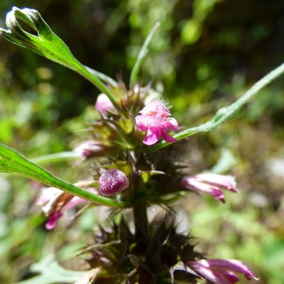 Leonurus sibiricus — flower