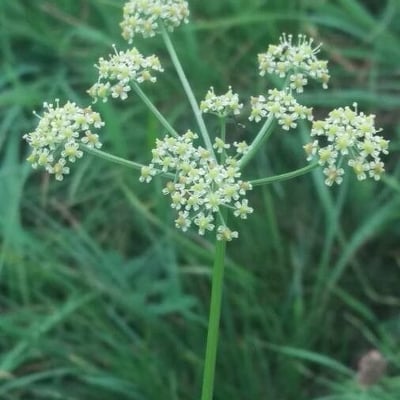 Silaum silaus — flower