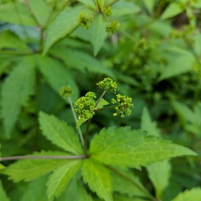 Sanicula canadensis — flower