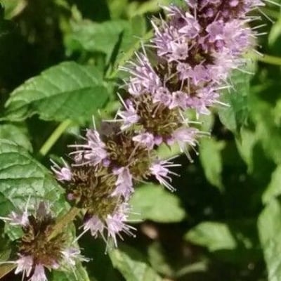 Mentha spicata — flower