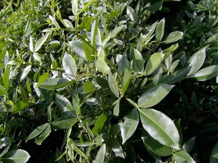 Winged prickly-ash