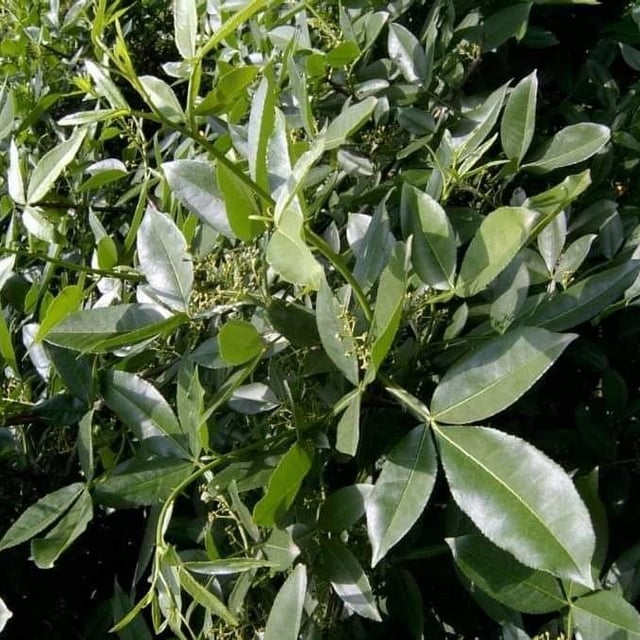 Winged prickly-ash