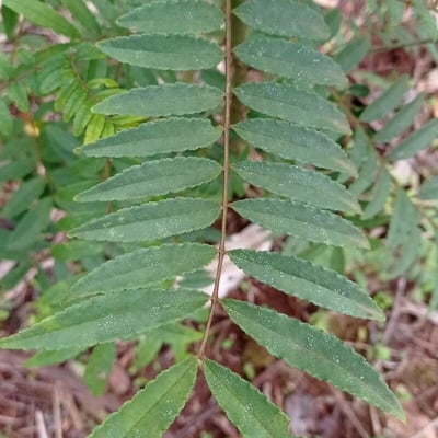 Zanthoxylum rhoifolium — leaf