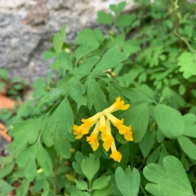 Pseudofumaria lutea — flower