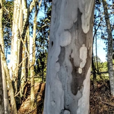 Eucalyptus mannifera — bark