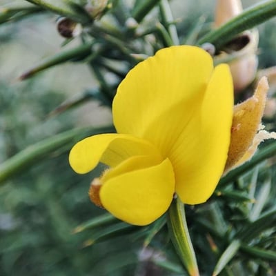 Ulex gallii — flower