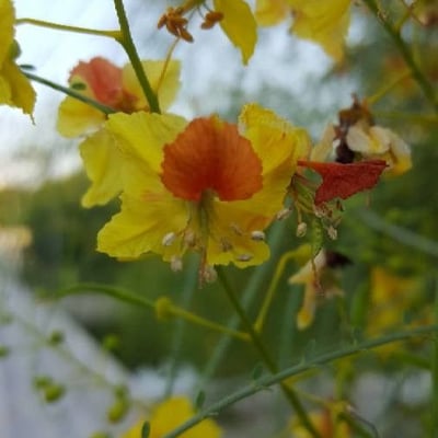 Parkinsonia aculeata — flower