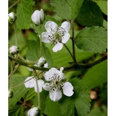 Rubus allegheniensis — flower