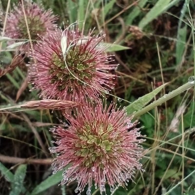 Acaena novae-zelandiae — flower