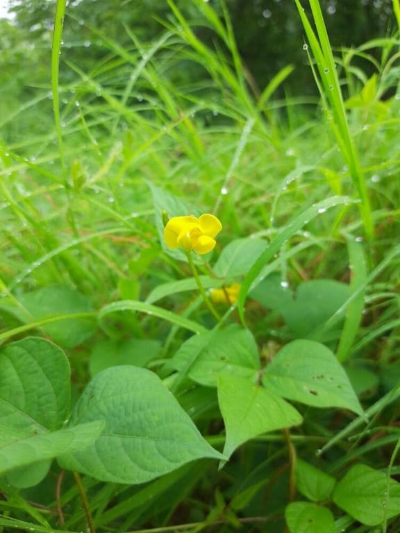 Oriental-bean
