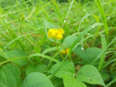 Oriental-bean
