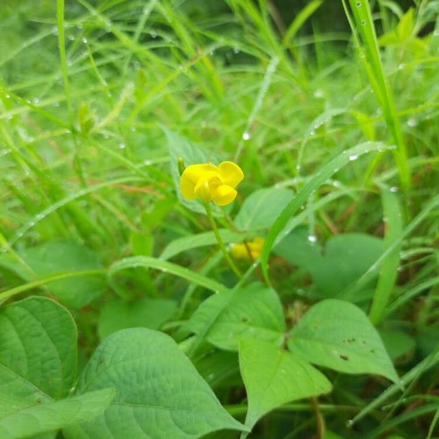 Oriental-bean
