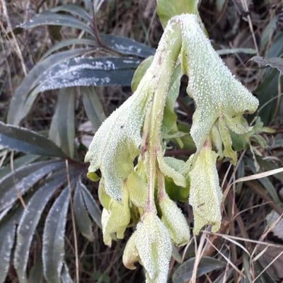 Helleborus foetidus — flower