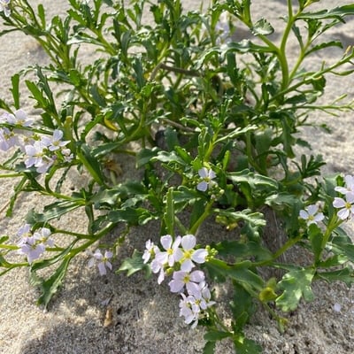 Cakile edentula — flower