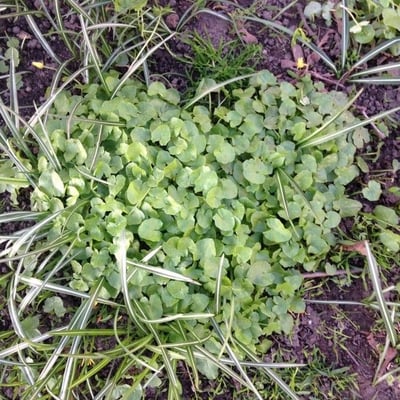Ranunculus hederaceus — flower