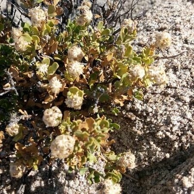 Baccharis pilularis — flower