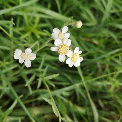 Achillea ptarmica — flower
