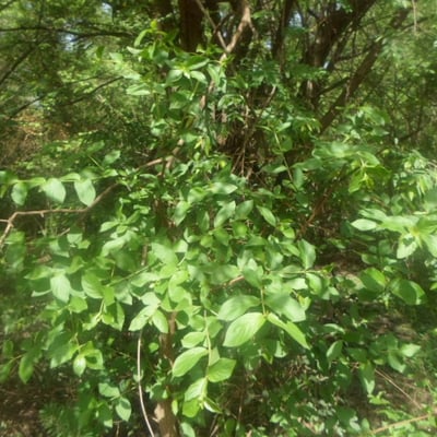 Feretia apodanthera — habit