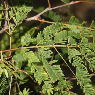 Lysiloma divaricatum — leaf