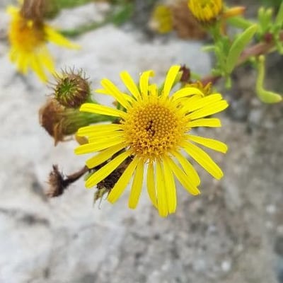 Limbarda crithmoides — flower