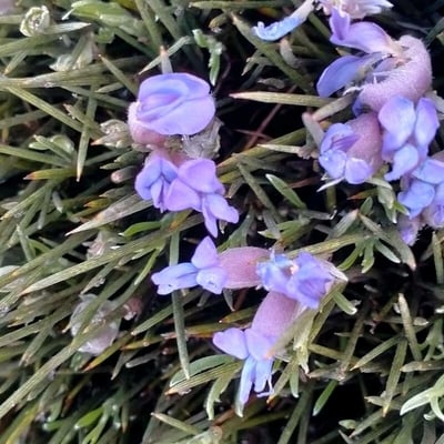 Erinacea anthyllis — flower