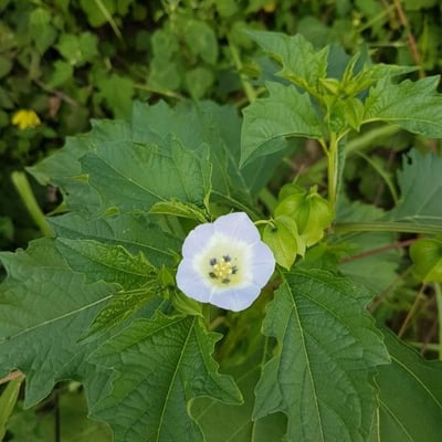 Nicandra physalodes — flower