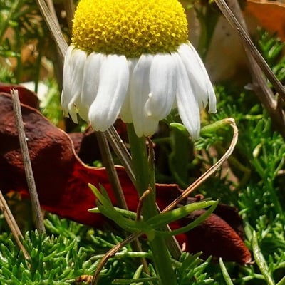 Tripleurospermum maritimum — flower