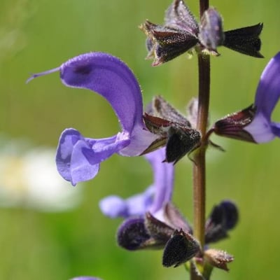 Salvia pratensis — flower