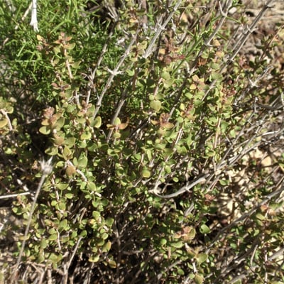 Thymus piperella — leaf