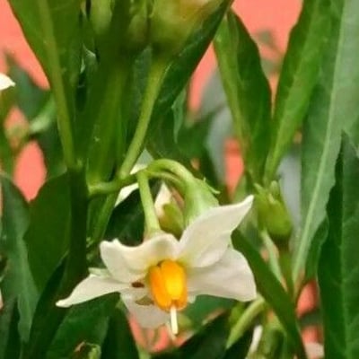 Solanum pseudocapsicum — flower