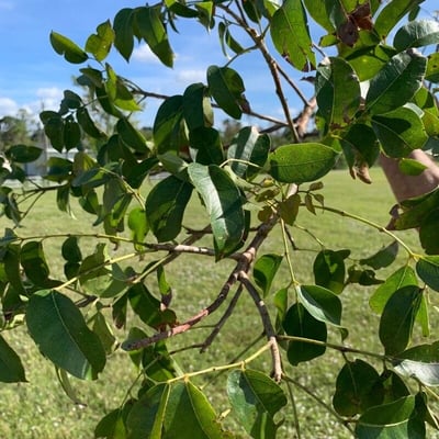 Piscidia piscipula — leaf