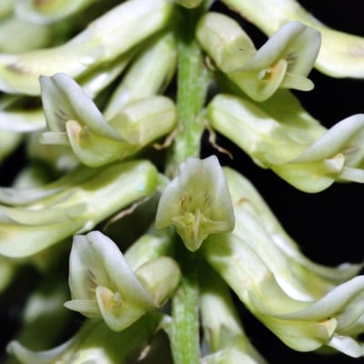 Astragalus canadensis — flower