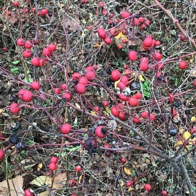 Rosa carolina — fruit